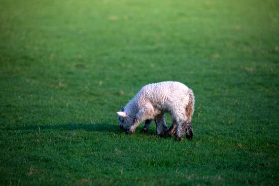 Leece Lake district Sheep