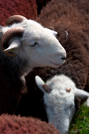 Beetham Herdwick - Lakeland Photos - Art Prints Beetham Herdwick