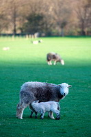 Bleaberry Fell, Skiddaw, Grange Fell, Herdwick Sheep Art, Garrigill, Orthwaite, Troutbeck Tongue, Black Combe, Lakeland Sheep, High Raise, Moor Row, Herdwick Art Studio, Herdwick Sheep Oil Painting, Nateby, Shipman Knotts, Seaton, Herdwick, Dent, Herdwick Sheep Acrylic Painting, Herdwick Sheep Sketch, Ulverston, High Tove, Heron Pike, Herdwick Sheep, Brandreth, Herdwick Art, Warwick-on-Eden, Catbells, Hayton (Aspatria),  Lake District, Cumbria.