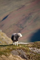 Maiden Moor, Skelwith Bridge, Herdy Sheep Artist, Beaumont, Herdy, Herdy Wall Art, Herdwick Sheep Sketch, Fleetwith Pike, Catbells, Wreay (Carlisle), Mardale Ill Bell, Herdwick Sheep, Herdy Sketch, Hallin Fell, Herdwick Sheep Oil Pastels, Appleby-in-Westmorland, Herdy Sketches, White Side, Seathwaite Fell, Herdwick Sheep Prints, Birkhouse Moor, Ling Fell, Herdwick Sheep Acrylic Paintings, Isel, Bassenthwaite, Loweswater, Levens, Herdwick Sheep Oil Painting, Ireleth, Herdies, Holme St. Cuthbert, Hopegill Head,  Lake District, Cumbria.