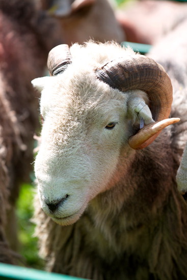 Watch Hill Field Lakeland Sheep