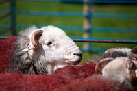 Middle Fell, Old Hutton, Newbiggin (Brampton), Herdy Wall Art, Lakeland, Spark Bridge, Mosedale, Winster, Seat Sandal, Melmerby, Grike, Bouth, Barton, Froswick, Red Screes, Herdwick, Catstycam, Garrigill, Keswick, Greysouthen, Little Hart Crag, Steel Fell, Herdwick Drawings, Herdwick Wall Art, Herdwick Sheep Oil Painting, Herdwick Sheep Prints, Rampsgill Head, Birker Fell, Herdwick Sheep Art, Herdy Art,  Lake District, Cumbria.