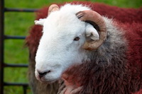 Herdy Sketches, Lakeland Herdy Artworks, Great Ormside, Meal Fell, Red Pike (Wasdale), The Nab, Grinsdale, Herdwick, Great Asby, Levens, Camerton, Herdwick Sheep Acrylic Paintings, Dent, High Hartsop Dodd, Angletarn Pikes, Herdwick, Yewbarrow, Blea Rigg, Ravenglass, Drumburgh, Mixed-Media Herdy Art, Herdwick Sheep Sketch, Herdy Sheep Artist, Swirl How, Warcop, Herdies, Sedbergh, High Crag,  Lake District, Cumbria.