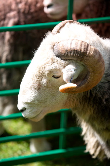 High Raise Herdwick - Lakeland Photos - Art Prints High Raise Herdwick