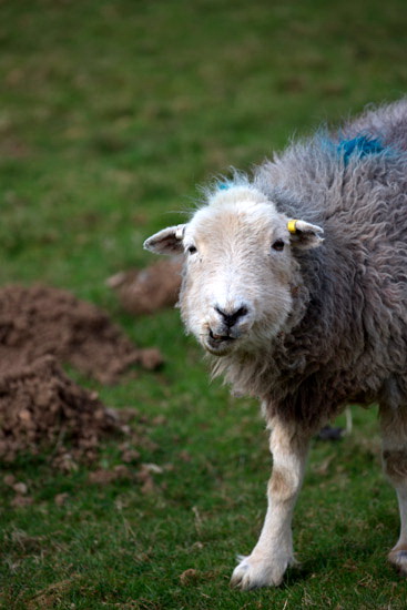 Skiddaw Little Man Valley Lakeland Sheep