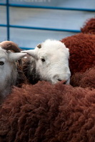 Herdwick, Cliburn, Shap, Herdwick, Herdwick Sheep Oil Painting, Herdwick Sheep Acrylic Paintings, Kirkby Stephen, Boltongate, Knott Rigg, Grasmoor, Calf Crag, Esk Pike, Burnbanks, Parton, Glaramara, Great Cockup, Herdies, Herdy Wall Art, Catbells, Lakeland Sheep, Newton Arlosh, High Spy, Hutton Roof (Kirkby Lonsdale), Mixed-Media Herdy Art, Lakeside, Lank Rigg, Herdwick Drawings, Herdwick Sheep Prints, Brough,  Lake District, Cumbria.