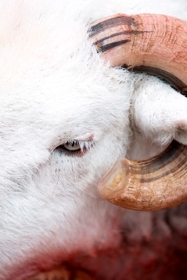 Swirl How Farm Lake district Sheep