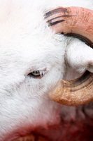 Westnewton, Anthorn, Shipman Knotts, Herdwick Sheep Art Studio, Red Pike (Wasdale), Herdwick Wall Art, Grange Fell, Hincaster, Maulds Meaburn, Herdwick Sheep Art, High Rigg, Blindcrake, Wythburn, Waterhead, Gilsland, Brim Fell, Herdy Wall Art, Broughton Beck, Herdwick Artwork, High Raise, Herdy Sheep Artist, Herdy Art, Blencogo, Burnbank Fell, Skiddaw Little Man, Mardale Ill Bell,  Lake District, Cumbria.