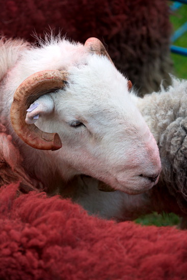 Garrigill Herdwick Sheep - Lakeland Photos - Art Prints Garrigill Herdwick Sheep
