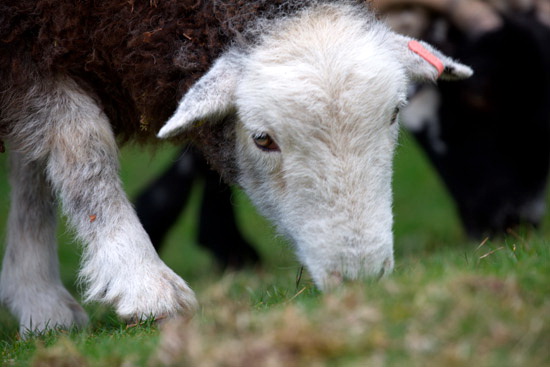 Seathwaite Fell Field Herdwick Sheep