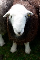 Aspatria, Herdwick Art Studio, Saint Sunday Crag, Mungrisdale, Graystones, Grayrigg, Herdwick Sheep Acrylic Painting, Abbeytown, Haystacks, High Stile, Natland, Herdwick Sheep Sketch, Herdwick Sheep Oil Pastels, Herdwick Artwork, Herdwick Sheep Oil Painting, Skirwith, Harrison Stickle, Westward, Drybeck, Herdwick Sheep, High Hartsop Dodd, Coniston Old Man, Lakeland Sheep,  Lake District, Cumbria.