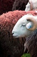 Witherslack, Swirl How, Pavey Ark, Natland, Herdies, Brigsteer, White Side, Herdwick Sheep Acrylic Paintings, Great Cockup, Mixed-Media Herdy Art, Herdwick Sheep Prints, Raise, Thornthwaite Crag, Talkin, Silloth, Braithwaite, Grasmoor, Herdy Sheep Artist, Appleby-in-Westmorland, Grey Friar, Herdy, Herdwick Drawings, Rannerdale Knotts, Herdy Ewe, Nenthead, Lakeside, Beda Fell, Thurstonfield,  Lake District, Cumbria.