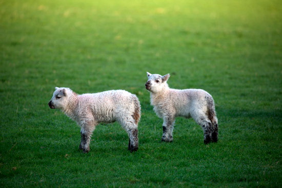 Loft Crag Farm Lake district Sheep