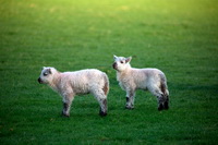 Herdwick Wall Art, Gilcrux, Wiggonby, Loadpot Hill, Herdy Art, Herdwick Artwork, Frizington, Herdwick Sheep Art Studio, Newlands (Keswick), Ravenstonedale, Sour Howes, Wandope, Temple Sowerby, Lakeland Sheep, Loft Crag, Burnbank Fell, Herdwick Sheep, Little Langdale, Raise, Herdy Sketch, Ravenglass, Pavey Ark, Herdwick Sheep Oil Pastels, Blea Rigg, Bolton, Herdy, Birker Fell, Ackenthwaite,  Lake District, Cumbria.