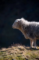Troutbeck (Windermere), Great Rigg, Nethermost Pike, Hartsop above How, Herdwick, Herdwick Drawings, Herdwick Sheep Art, Ponsonby, Place Fell, Herdy Wall Art, Crook, Selside Pike, Great Salkeld, Welton, Lakeland Sheep, Herdy Ewe, Far Arnside, Castle Carrock, Saint Sunday Crag, Great Sca Fell, High Seat, Whin Rigg, Blindcrake, Grayrigg Forest, Black Combe, Herdwick Wall Art,  Lake District, Cumbria.