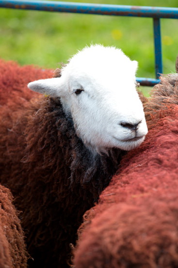 Place Fell Valley Lake district Sheep