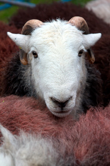 Drumburgh Valley Herdwick - Lakeland Photos - Art Prints Drumburgh Valley Herdwick