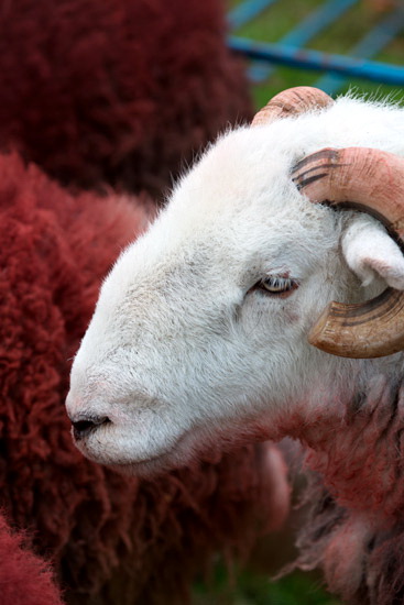 Tallentire Farm Lake district Sheep