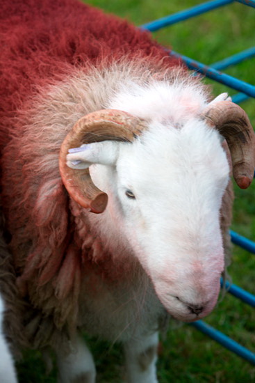Great Crag Lakeland Sheep