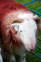 Herdwick Wall Art, Herdy Ewe, Wandope, Herdwick Sheep Prints, Herdy Art, Great Cockup, Kentmere Pike, Herdwick, Lakeland Herdy Artworks, Pike of Blisco, Swinside, Mellbreak, Herdwick Sheep Art, Mardale Ill Bell, Ireleth, Herdwick Sheep Oil Painting, Herdy Sketch, Orthwaite, Maiden Moor, Middle Fell, Muncaster Fell, Selside, Flookburgh, Armathwaite, Tebay, Dockray, Burnbank Fell, Kirkcambeck, Mixed-Media Herdy Art, Gilsland, Herdy Sheep Artist, Sallows, Salkeld Dykes,  Lake District, Cumbria.