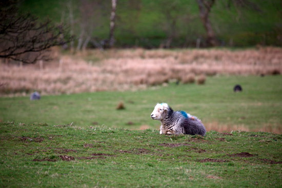 Skirwith Valley Lake district Sheep