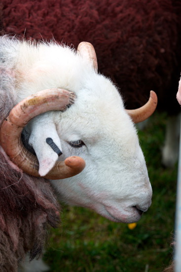 Drumburgh Valley Herdwick