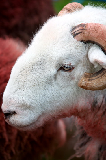 Gamblesby Valley Herdwick - Lakeland Photos - Art Prints Gamblesby Valley Herdwick