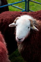 Grey Friar, Herdwick Sketch, Natland, Mixed-Media Herdwick Art, Herdwick, Middle Fell, Herdwick Sheep Sketch, Scotby, Herdwick Sheep Oil Pastels, Herdwick Sheep Oil Painting, Herdwick Sketches, Glaramara, Blencathra, Swinside, Ambleside, Catstycam, Low Newton, Kirkland (Frizington), Lakeland Sheep, Ulverston, Herdwick Artwork, Herdwick, Gilcrux, Meal Fell, Loadpot Hill, Herdwick Drawings, Ling Fell, Crosby-on-Eden, Buckbarrow, Brim Fell, Herdwick Art Studio, Workington,  Lake District, Cumbria.