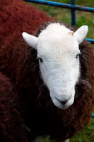 Dow Crag, Soulby (Kirkby Stephen), Herdwick Sheep Oil Painting, Catbells, Camerton, Great Gable, Stainton With Adgarley, Herdwick Drawings, Lake District, Cliburn, Cark (Cartmel), Embleton, Pike of Stickle, Froswick, Herdy Art, Herdy Sketch, Seatallan, Herdwick Sheep Prints, Scoat Fell, Salkeld Dykes, Fleetwith Pike, Mardale Ill Bell, Herdwick, Portinscale, Herdwick Sheep Sketch, Herdwick Sheep Oil Painting, Herdwick Wall Art, Cotehill,  Lake District, Cumbria.