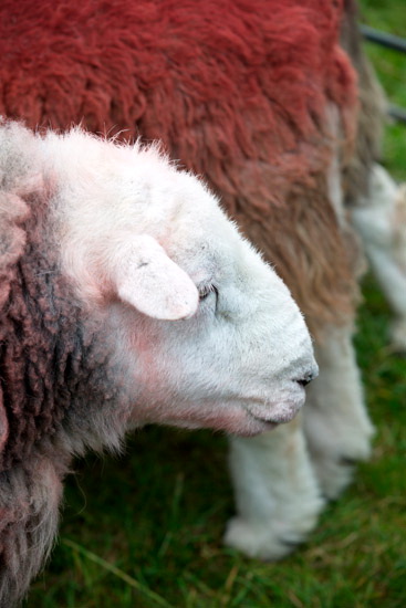 Muncaster Fell Valley Herdwick - Lakeland Photos - Art Prints Muncaster Fell Valley Herdwick