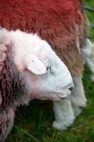 Saint Sunday Crag, Stanah, Herdy Wall Art, Herdwick Sheep Oil Painting, Ullock Pike, Herdy Sketch, Ousby, Scafell Pike, Herdy Sketches, Hutton Roof (Kirkby Lonsdale), Thornthwaite Crag, Herdwick Wall Art, Lowthwaite Fell, Herdwick, Glassonby, Buttermere, Kidsty Pike, Cartmel Fell, Bothel, Herdwick Drawings, Herdy Ewe, Low Hesket, Swarthmoor, Grasmoor, Ainstable, Penruddock, Herdwick Sheep Acrylic Paintings, Souther Fell, Blencathra, Workington,  Lake District, Cumbria.