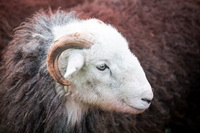 Shipman Knotts, Melmerby, Herdwick Sheep Art Studio, Lakeland Herdy Artworks, Great Borne, Seathwaite (Duddon Valley), Orton, Brigflatts, Herdy Wall Art, Westnewton, Carl Side, Herdwick Sheep, Herdy Art, Urswick Great and Little, Grike, Loadpot Hill, Haycock, Bootle, Steeple, Swarthmoor, Troutbeck (Windermere), Beda Fell, Mixed-Media Herdy Art, Barrows Green, Vickerstown, Herdwick Artwork, Herdy, Dent,  Lake District, Cumbria.