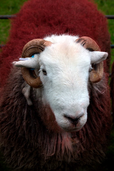 Ennerdale Bridge Field Lake district Sheep