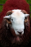 Herdwick Sheep Prints, Buck Pike, Burneside, Herdwick, Birkhouse Moor, St. Bees, Bowscale, Dufton, Herdwick Sheep Art Studio, Sheffield Pike, Rosthwaite (Keswick), Herdwick Sheep Oil Painting, Hutton Roof, Middle Fell, Great Gable, Herdy Wall Art, Bassenthwaite, Storth, High Hartsop Dodd, Eagle Crag, Herdwick Wall Art, Herdwick Drawings, Herdwick Sheep Oil Painting, Graystones, Wiggonby, Crook, Herdwick Sheep Oil Pastels, Hutton Roof (Kirkby Lonsdale), Embleton, Little Hart Crag,  Lake District, Cumbria.