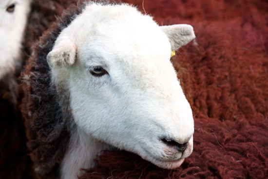 Bowscale Field Lake district Sheep