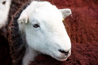 Newby Bridge, Cumrew, Drigg, Herdwick Sheep Acrylic Painting, Herdwick Sketches, Seat Sandal, Lakeland Sheep, Scar Crags, Maiden Moor, Herdwick Sheep Sketch, Wandope, Herdwick Sheep Oil Painting, Waberthwaite, Rampsgill Head, Herdwick Art, Ulverston, Hutton Roof (Kirkby Lonsdale), Askham, Herdwick Sketch, Harter Fell, Mardale, Raise, Herdwick Company, High Hesket, Herdwick Art Studio, Watermillock, Herdwick Sheep Oil Pastels, Herdwick, Silver How, Milburn,  Lake District, Cumbria.