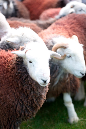 Cleator Moor Valley Lakeland Sheep