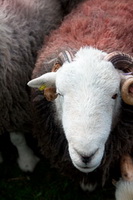 Low Hesket, High Pike (Caldbeck), Herdwick Artwork, Cartmel, Lakeside, Banks, Boot, Witherslack, Herdwick, Moor Row, Cark (Cartmel), Ackenthwaite, Herdwick Art, Herdwick Sheep Oil Pastels, Mixed-Media Herdwick Art, Holme Fell, Keswick, Herdwick Sheep Oil Painting, Grey Crag, Watch Hill, Herdwick Sheep Sketch, Herdwick, High Tove, High Rigg, Bonscale Pike, Eagle Crag, Kentmere Pike, Brigsteer, Herdwick Sheep Prints, Pillar,  Lake District, Cumbria.