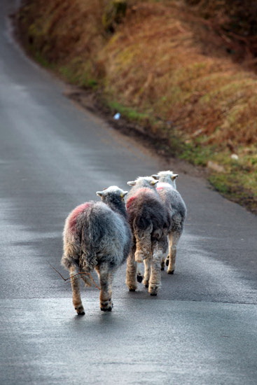 Graystones Valley Herdwick