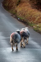 High Hartsop Dodd, Binsey, Herdy Sketch, Soulby (Kirkby Stephen), Swirl How, Bolton, Herdwick Sheep Acrylic Paintings, High Spy, Herdies, Herdwick Drawings, Grike, Little Mell Fell, Aikton, Selside Pike, Mixed-Media Herdy Art, Eaglesfield, Endmoor, Lakeland Sheep, Cliburn, Harter Fell, Mardale, Dove Crag, Gilcrux, Flookburgh, Herdwick Sheep Oil Painting, Herdwick Sheep, Herdy, Haystacks, Catbells, Durdar, Herdwick Sheep Prints, Great Mell Fell, Herdwick Sheep Sketch, Herdwick Artwork, Bassenthwaite,  Lake District, Cumbria.