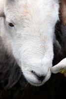 Isel, Little Hart Crag, Great Cockup, Herdwick Artwork, Herdy Sheep Artist, Herdwick Sheep Sketch, Herdwick Sheep Art, Bowfell, Newton Reigny, Barf, Herdwick Wall Art, Herdwick, Haverigg, Kearstwick, Morland, High Crag, Killington, Mixed-Media Herdy Art, Dalton-in-Furness, Rusland, Herdwick Drawings, Harter Fell, Eskdale, High Pike (Scandale), Herdy Sketch, Winster, Herdwick Sheep Oil Painting, Mungrisdale Common,  Lake District, Cumbria.