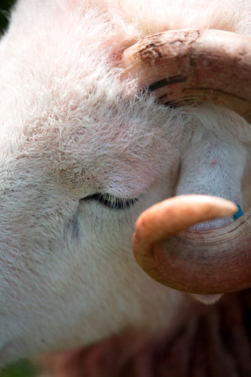 Wetheral Farm Herdwick