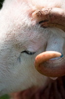 Knock, Barf, Scafell Pike, Allen Crags, Hartsop above How, Herdy Sheep Artist, Uldale, Herdwick Sheep Art, Seaton, Starling Dodd, Robinson, Longlands, Brown Pike, Walton, Herdwick Sheep Oil Painting, Cockermouth, Lakeland Sheep, Blea Rigg, Herdwick, Newbiggin-on-Lune, Troutbeck (Windermere), Herdy Sketch, Great Cockup, Herdwick Sheep Art Studio, Herdies, Herdwick Sheep Oil Pastels, Beckermet, Middle Dodd,  Lake District, Cumbria.