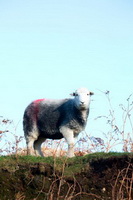 Herdwick Sheep Prints, Stonethwaite, Ullock Pike, Herdies, Heron Pike, Burton-in-Kendal, Brigflatts, Lakeland Sheep, Herdwick Sheep Art, Herdwick Sheep Oil Pastels, Dollywaggon Pike, Gibson Knott, Loweswater, Routenbeck, Herdwick Ewe, Herdwick Drawings, Herdwick Artwork, Mixed-Media Herdwick Art, Anthorn, Herdwick, Skiddaw, Herdwick Art Studio, Seat Sandal, Nateby, Broughton Beck, Near Sawrey, Herdwick, Raise, Whin Rigg, Gavel Fell,  Lake District, Cumbria.