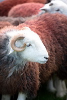 Mixed-Media Herdy Art, Herdy Wall Art, Lowthwaite Fell, Rannerdale Knotts, Dollywaggon Pike, Orthwaite, Broom Fell, Hart Crag, Caw Fell, Herdwick Sheep Art, Broughton Beck, Boustead Hill, Hallbankgate, Lakeland Herdy Artworks, Thornthwaite Crag, Herdwick Sheep Oil Pastels, Herdy Ewe, Haystacks, Levens, Herdwick Artwork, Herdy Sheep Artist, Satterthwaite, Vickerstown, Bleaberry Fell, Herdy Sketches, Herdy, Herdy Sketch, Blindcrake, Tarn Crag (Far Eastern Fells), Herdy Art, Grayrigg Forest,  Lake District, Cumbria.