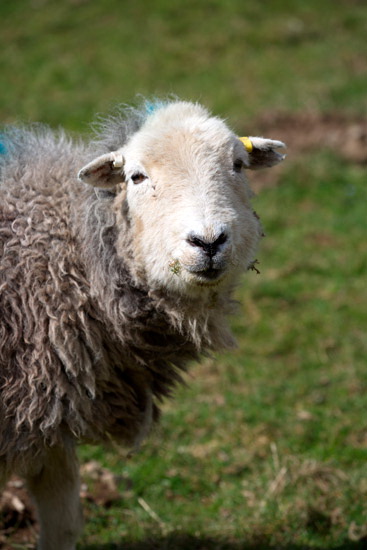 Branstree Lake district Sheep