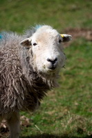 Herdy Sketch, Herdwick Drawings, Herdwick Artwork, Herdy Wall Art, Mixed-Media Herdy Art, Herdy Sketches, Herdwick Sheep Art Studio, Herdwick Sheep Oil Painting, Herdy, Herdy Ewe, Herdy Sheep Artist, Herdwick Sheep Prints, Lakeland Sheep, Herdwick Sheep Oil Painting, Herdwick Sheep Art, Herdwick, Herdwick Wall Art, Herdwick Sheep Sketch, Herdies, Herdwick, Lakeland Herdy Artworks, Herdy Art, Herdwick Sheep Acrylic Paintings, Herdwick Sheep Oil Pastels, Slate Fell, Bleaberry Fell, Hindscarth, Troutbeck (Penrith), Lowther, High Stile, Orthwaite, Catterlen, Frizington, Watch Hill, Scaleby, Lupton