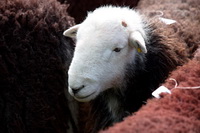 Herdwick Sheep Prints, Herdies, Grike, Lakeland Sheep, Slight Side, Skirwith, Brigham, Lakeland Herdy Artworks, Base Brown, Herdy Sketch, Westnewton, Lowthwaite Fell, Mixed-Media Herdy Art, Crosscanonby, Salkeld Dykes, Herdwick, High Street, Herdwick Drawings, Blencathra, Caw Fell, Herdy Wall Art, Harter Fell, Mardale, Cumwhitton, Herdwick Sheep Acrylic Paintings, Herdwick Artwork, Buck Pike, Aldingham, Brockleymoor,  Lake District, Cumbria.