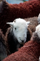 Hoff, Sallows, Grayrigg Forest, Herdwick Sheep Sketch, Herdwick Art, Great Cockup, Storth, Herdies, Great Mell Fell, Piel Island, Herdwick, Distington, Barton, Brown Pike, Dent, Herdwick, Whicham, Mixed-Media Herdwick Art, Clappersgate, Herdwick Sheep Oil Painting, Herdwick Sheep Prints, Blake Fell, Herdwick Company, Hopegill Head,  Lake District, Cumbria.