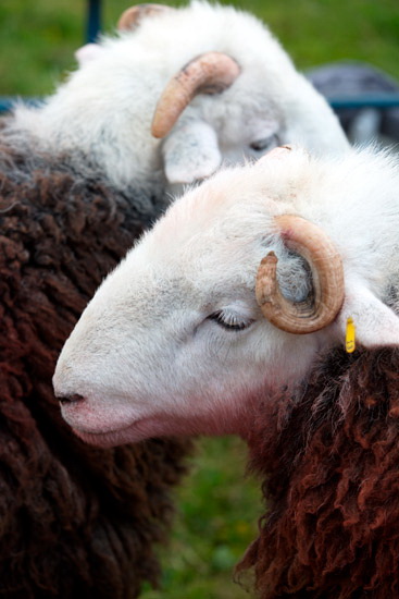 Walla Crag Field Lake district Sheep